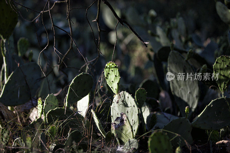 Opuntia ficus仙人掌，绿色仙人掌